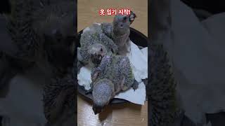 마조니 3총사 슝슝 크는 중!(청모자 아마존)