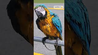 #목욕하는 #청금강  #청일이