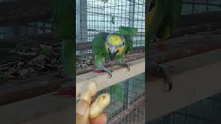 직 농사한 신선도100%먹이만 먹는 울 아마존C 반 애완조가 되어 가고 있습니다