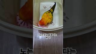 해바라기씨 빼기 놀이가 힘든 써니!~ #썬코뉴어 #pa…