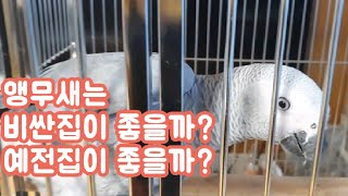 앵무새는 비싼 새집에 바로 적응할까?