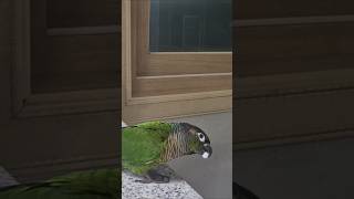 코뉴어앵무새#하랑이 #하봉이#birds#funny