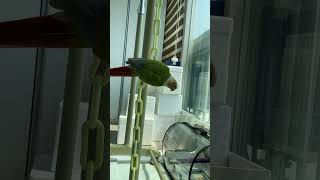 소망이의 일상(코뉴어)