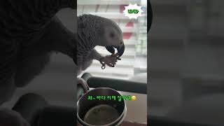 피잣먹방???? 잣 까보자 ㅋㅋ #회색앵무새 #parrot