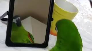 거울을 처응 본 한스마카우 탱고