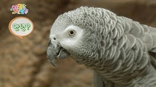 세계에서 가장 말을 잘하는 회색앵무새! "안녕?" 와일드 패밀리, 20140711