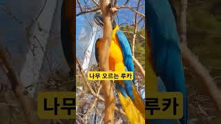 나무 오르는 루카 #parrot #앵무새 #macaw #청금강 #청금강앵무새 #animal #동물 #마카우