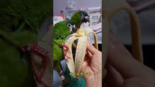 앵무새.한스마카우.뽀미.한나.바나나 먹방