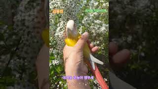 귀여운 코뉴어 아리데리고 산책하다가 인사드립니다 건강유…