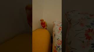 my life  #birds #music #cute #pets #Fyp #shorts #conure #코뉴어 #앵무새 #힐링 #동물 #아기앵무새