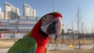 [루카의모험] 금강앵무새 오봉이 다루와 함께 신나는 루카의 자유비행