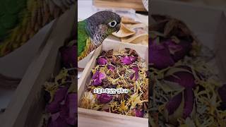 앵무새 집사가 팔각을 너무 많이 줬다앵! #코뉴어 #앵…