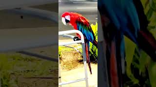 Red GreenMacaw Hawaii  금강앵무새 하…
