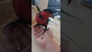 parrot 앵무새 #parrot #bird #parrots #birds #birdslover #앵무새 #fyp