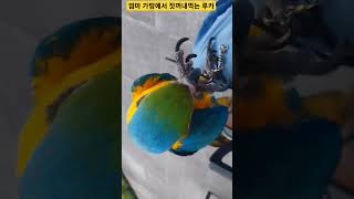 엄마가방에서 잣 꺼내먹는 루카 #macaw #청금강 #…