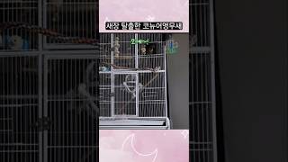 코뉴어가 새장을 탈출하는 방법 #앵무새 #코뉴어 #새장 #탈출 #반려동물