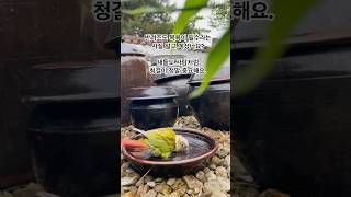 코코의 자연 목욕타임장독대 그릇 하나면 충분해요#코뉴어#코뉴어앵무새#앵무새소리#앵무새목욕하는방법