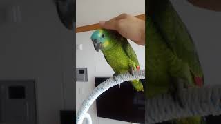 귀여운 아마존 앵무새 한번 보세요