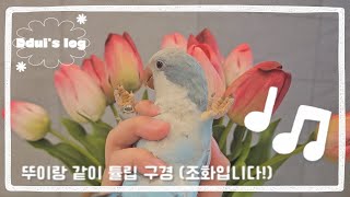 퀘이커 앵이 뚜이랑 험께 꽃 구경 (조화)