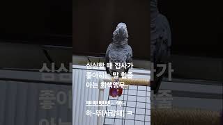 집사가 들으면 기분 좋은 말 할 줄 아는  회색앵무 달…