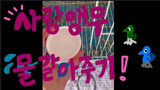 사랑앵무의 물 갈아주기~! /사랑앵무/앵무새