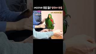 새대가리 말을 들은 앵무새 반응 | 누가 말했냐    …