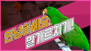 앵무새 말 가르치기!