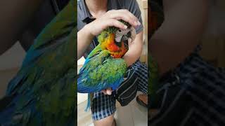 너무이쁜 할리퀸마카우~~^^