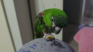 @앵무새. 한스마카우. 2013년 출생. 13세. 남자. 이름:  지 루비