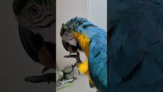 그냥 가만히 있어도 귀여운 우리 루카 #macaw #청…