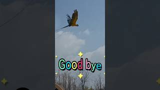 청금강 앵무새 카라야~