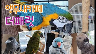 파주 앵무새카페 더패럿 다녀왔어요 the parrot (청금강 까마귀 아마존 목도리...