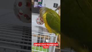 공놀이 좋아하는 파인애플코뉴어  #birds #parr…