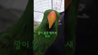 말이 많은 앵무새 우디 #뉴기니아 #뉴기니아앵무 #뉴기…