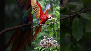 Macaw mother caring for her chicks in the wild #RelaxingMusic #BirdsSinging #PianoMusic #birds