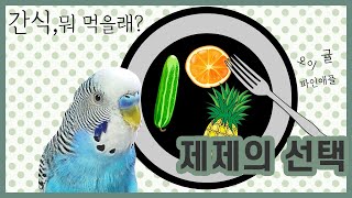 뭐가 제일 맛있어? - 사랑앵무 &#39;제제&#39;…