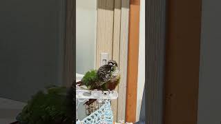 초롱 ♡연두#왠일이니# 너무 이쁜#코뉴어 #반려조 #p…