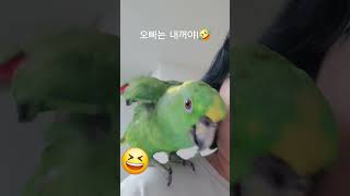 오빠는내꺼야 푼수대기처럼 웃는새#아랑이 #아마존앵무새 …
