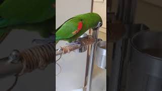 말잘하는 한스마카우 사랑이