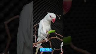 풋고추간식 매콤하네~#목도리앵무새#앵무새#parrot#먹방#간식#코뉴어#모란#풋고추