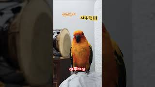 우렁찬 뚜비의 샤우팅 #쩌렁쩌렁#귀여워 #썬코뉴어 #소…