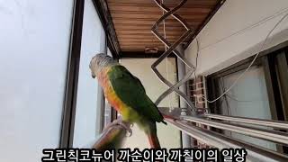 그린칙코뉴어의 까순이와 까칠이의 일상