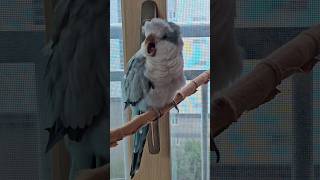 [퀘이커 앵무] 효조녀 III | 어제 8시부터 잤다는 | 새벽 6시부터 엄마 깨웠다는 #parrot #quakerparrot #피곤한 #까꿍이