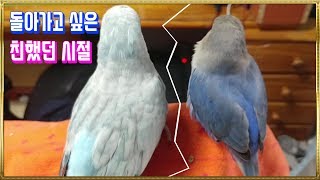 퀘이커 모란앵무 서로 털골라주기