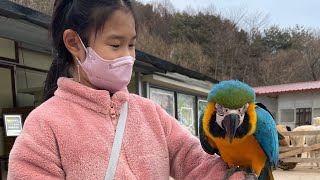 홍천 알파카 월드에서 만난 청금강 앵무ㅅㅐ 레몬이와 함…