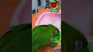 한스마카우 띵동이 콩순이 야채씻기 샤워하기