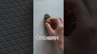 앵무새 괴롭히기     #코뉴어 #앵무새 #앵집사 #반려새 #앵무새키우기 #그린칙 #옐로우사이드 #집사 #반려동물 #conure #parrot #greencheek #pets
