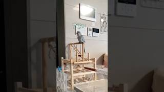 아빠, 꾸꾸랑 만나면 안돼 알았지..? #퀘이커앵무송꾸…