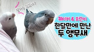 발정 때문에 떨어져 지낸 두 앵무새  퀘이커앵무새 부리 모란앵무 옹심이