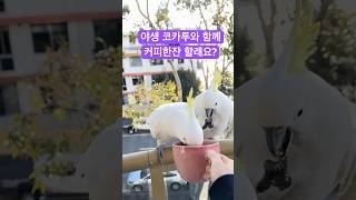 야생 코카투와 커피한잔 | would you like a cup of tea..with wild cockatoo